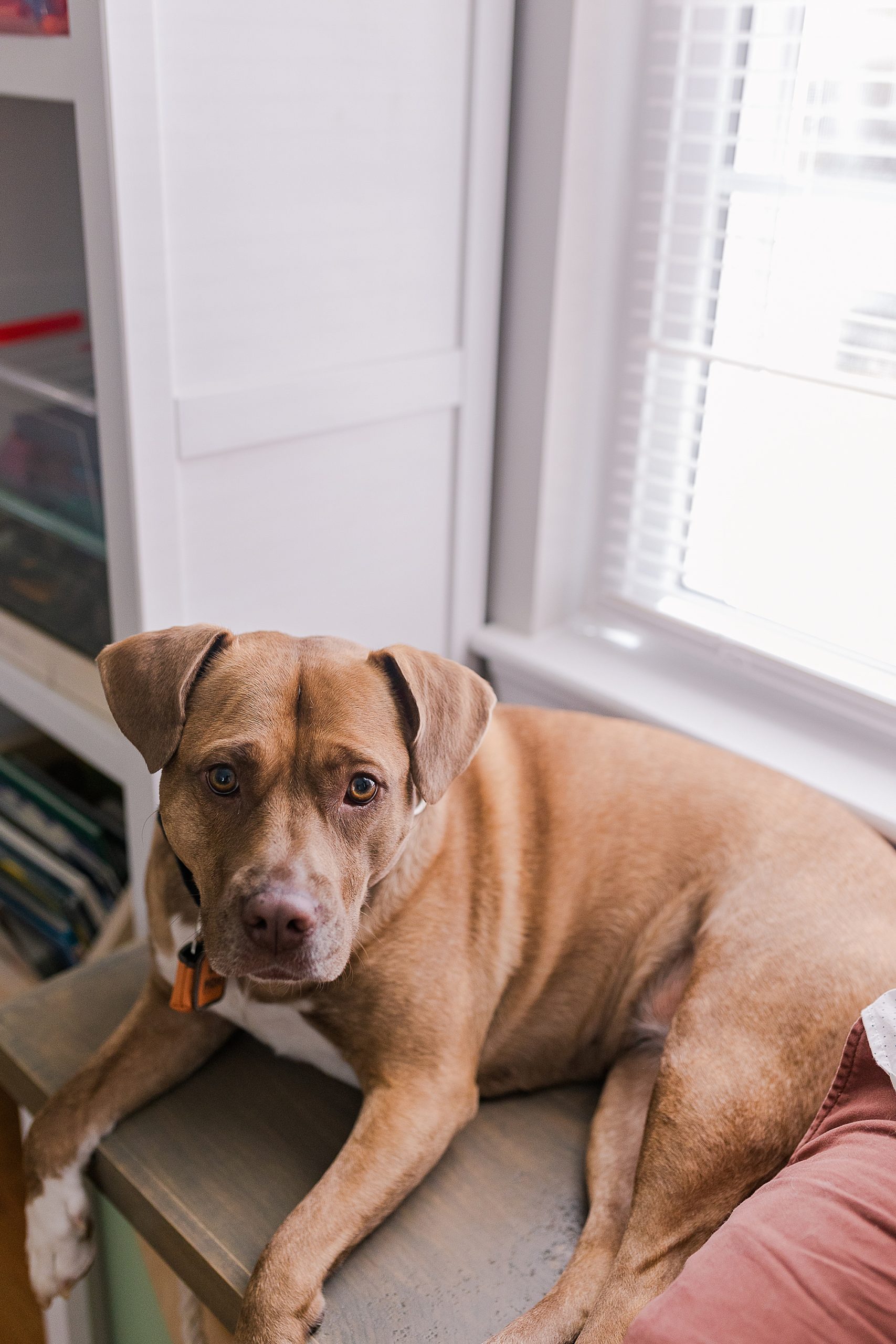 dog sits on window seat during family photos at home 