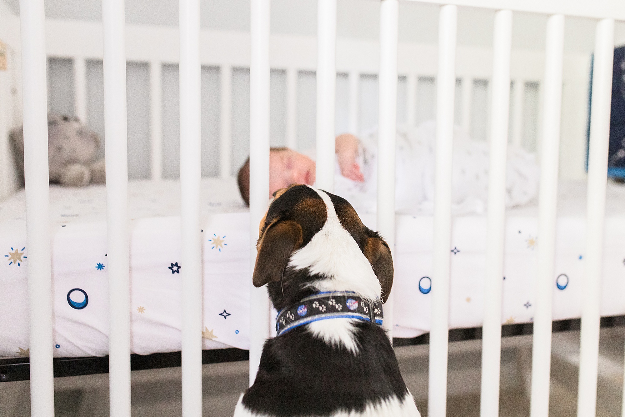 dog sits by crib looking at baby during Annapolis lifestyle newborn session