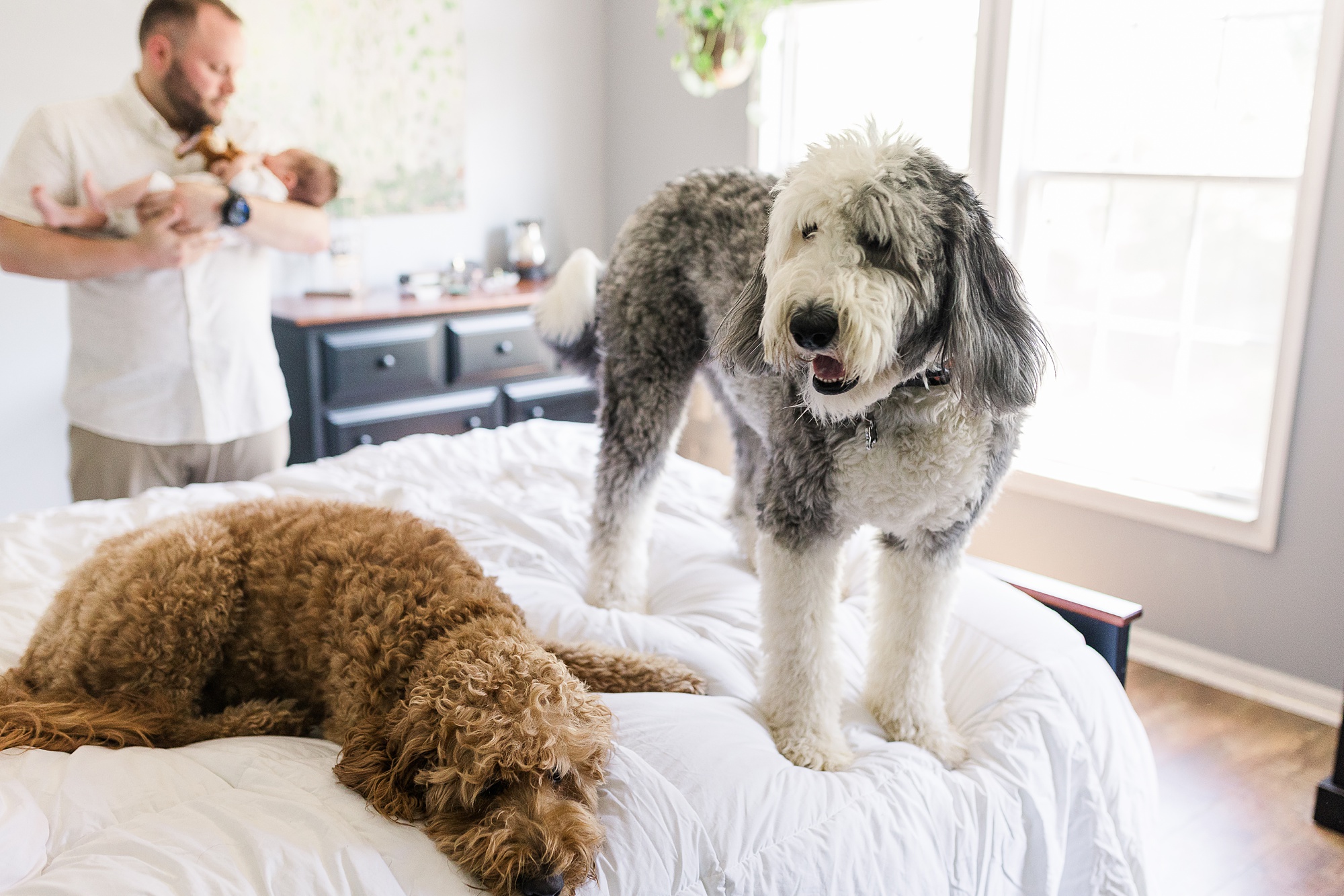 dogs stand on bed during newborn portraits at home