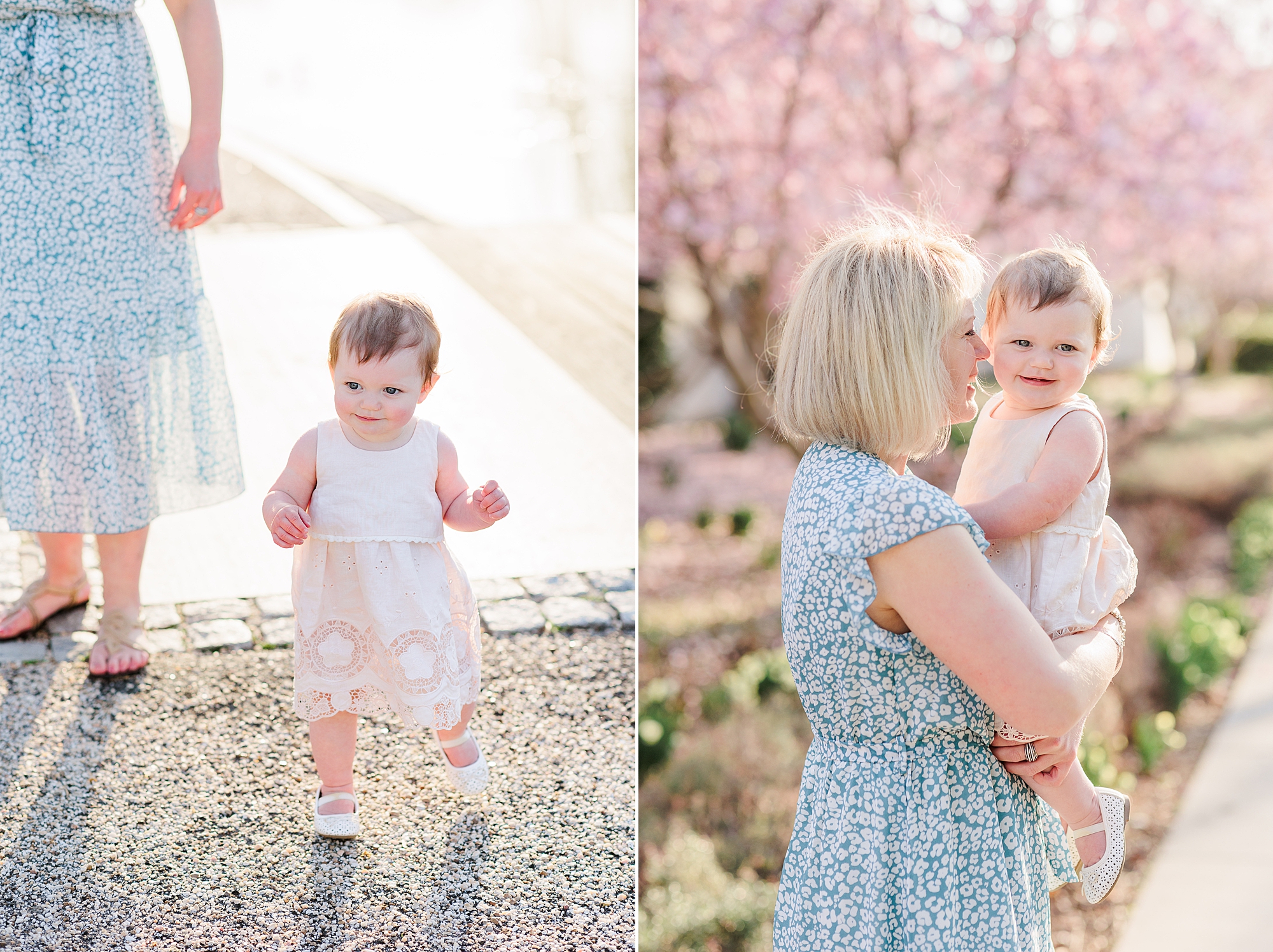 toddler walks by cherry blossoms during DC family photos