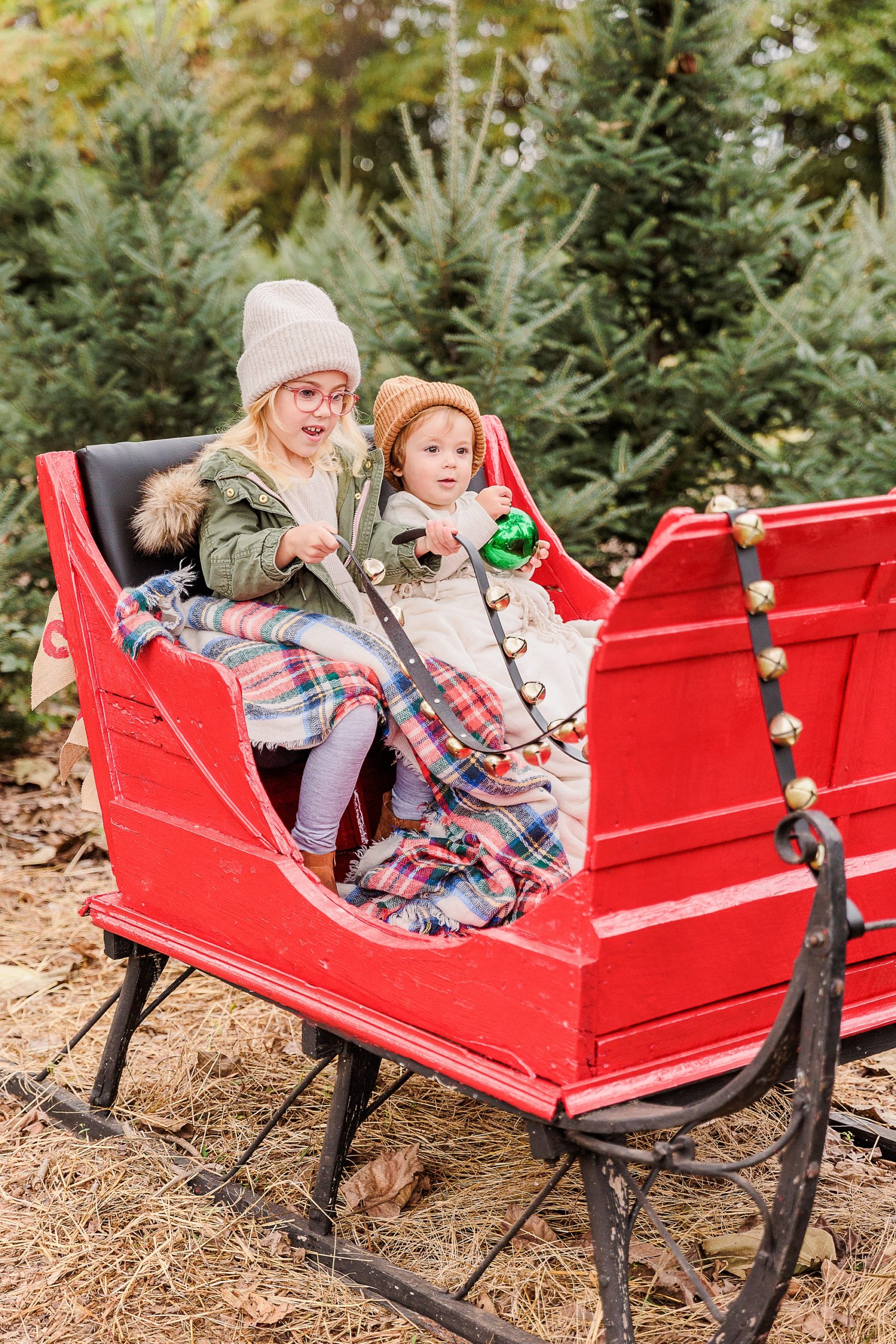 kids sit in red sleigh during holiday portraits at Christmas tree farm