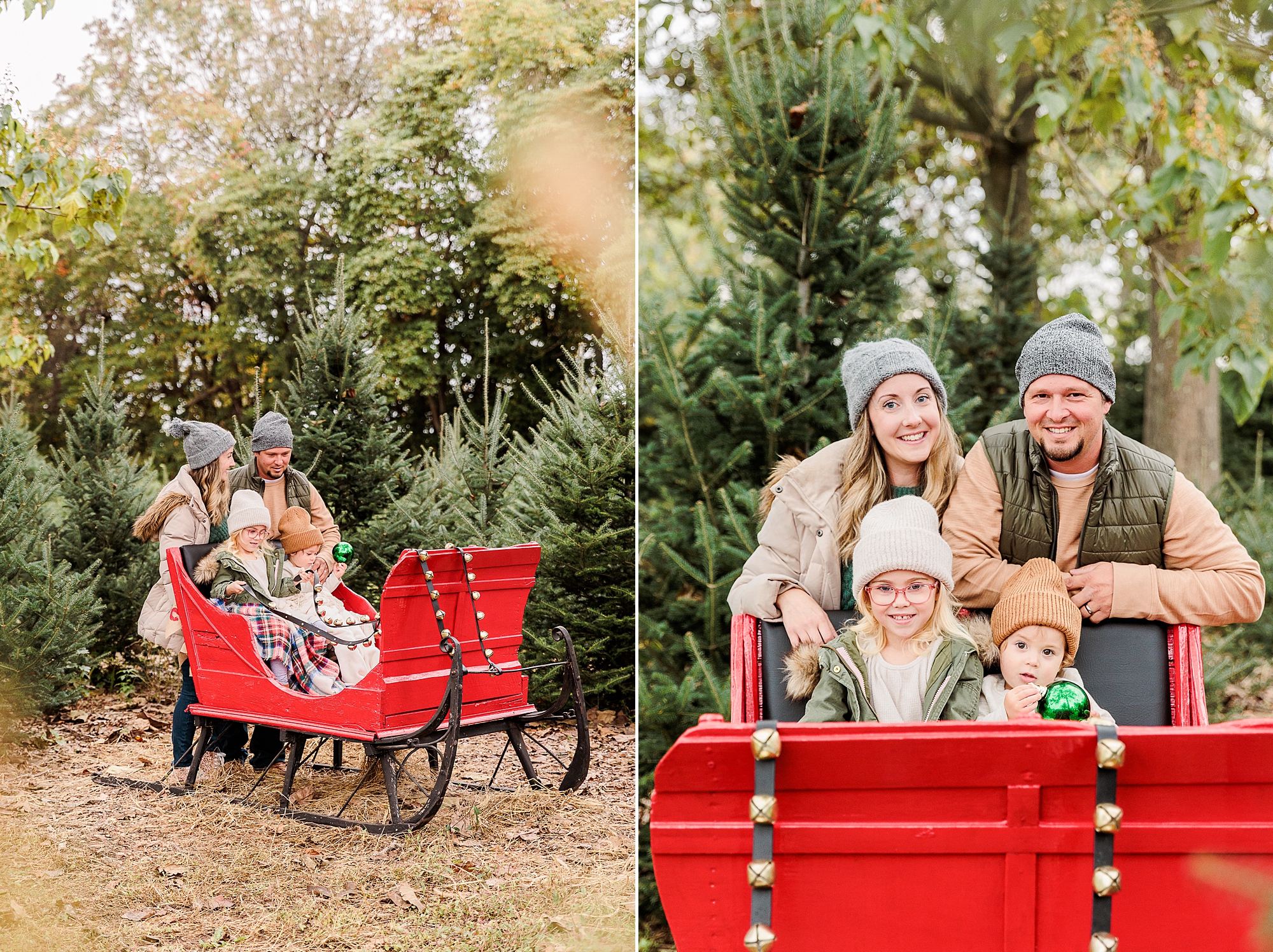 parents pose with kids in red sleigh during Christmas tree farm portraits 