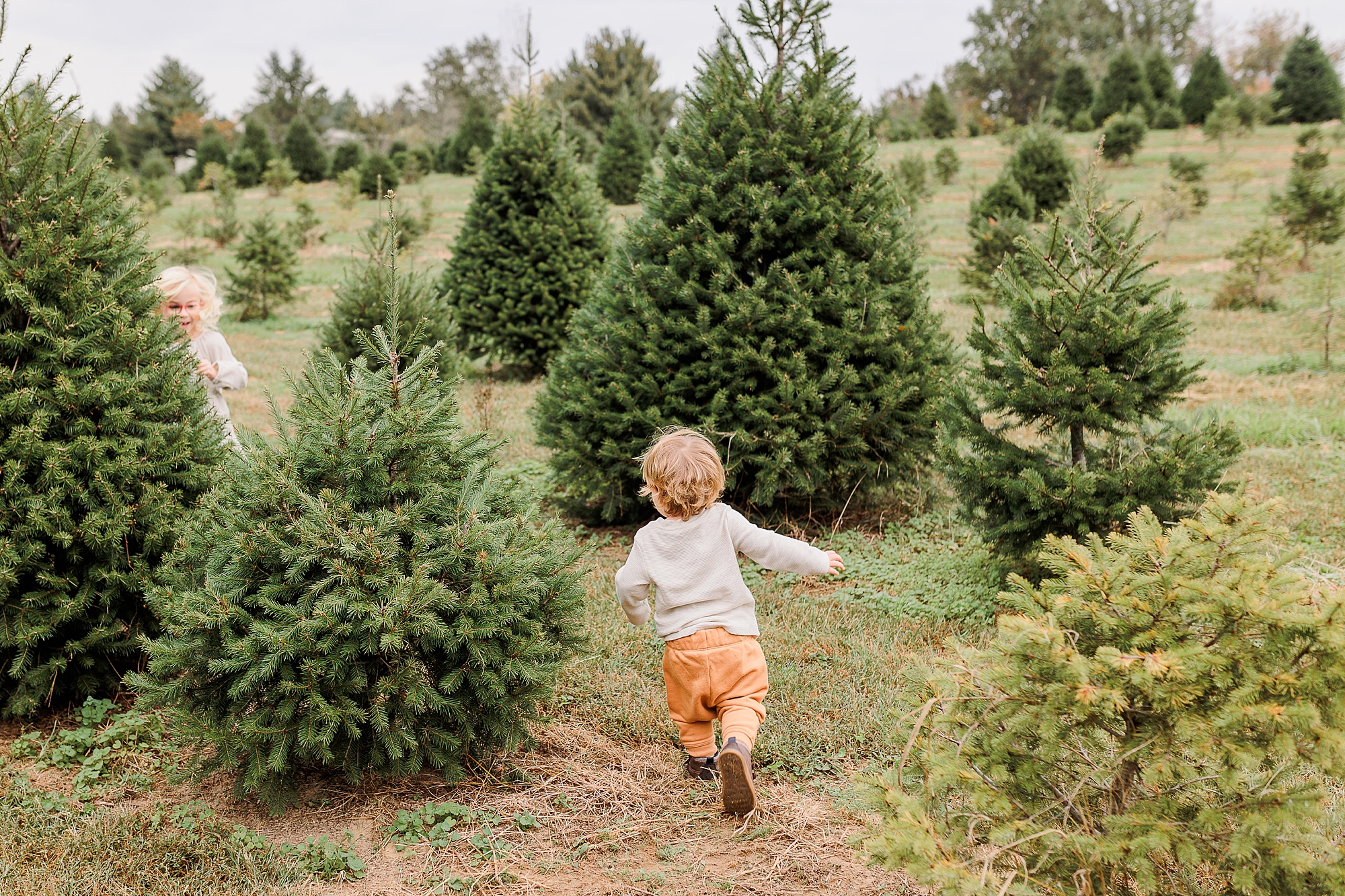 toddler walks between trees on Christmas tree farm