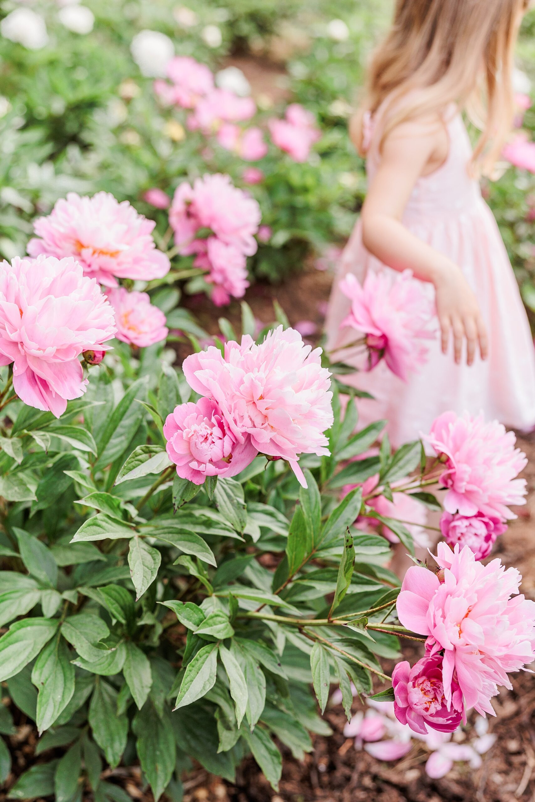 girl plays in field with pink peonies