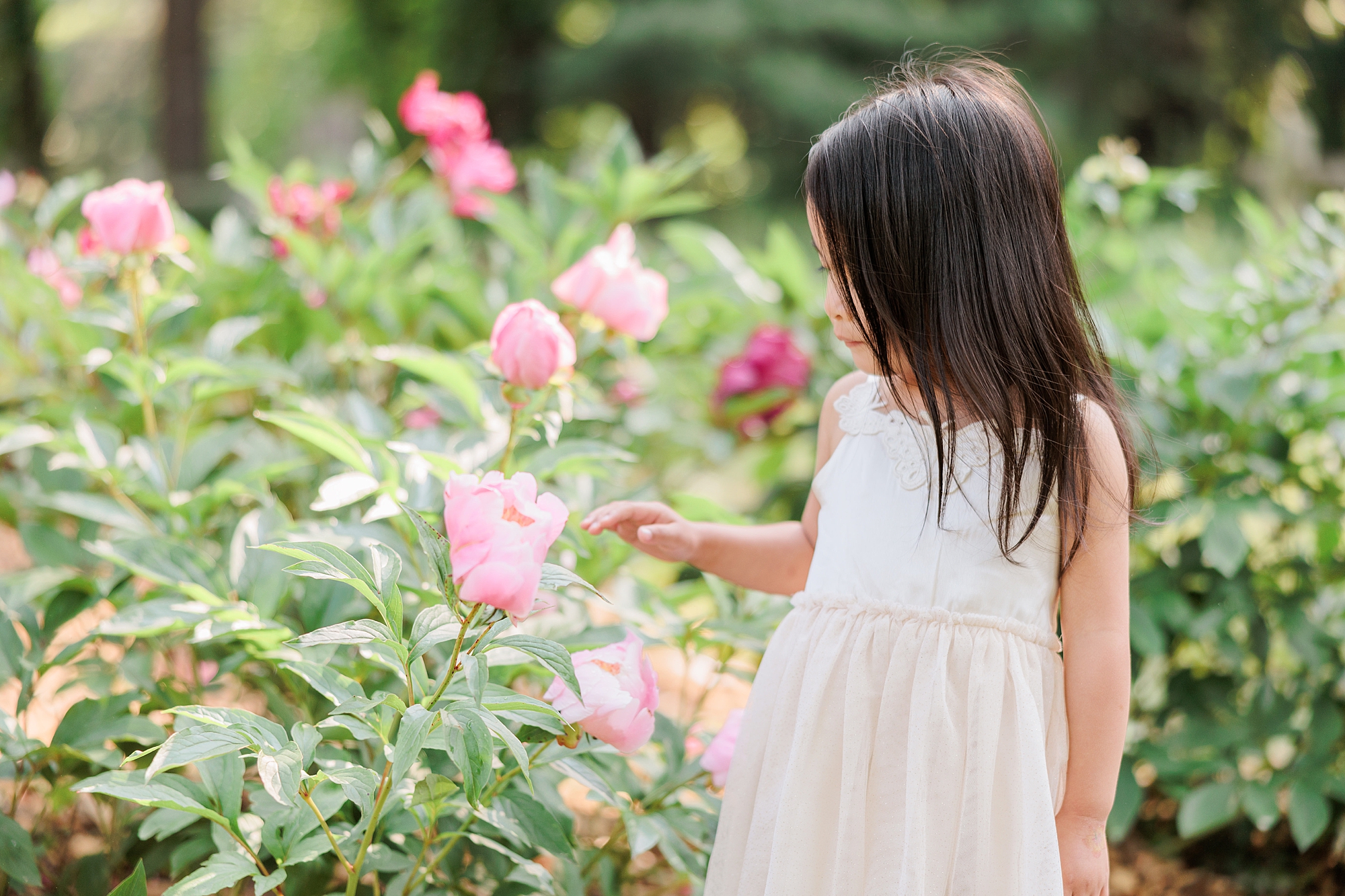 woman reaches for pink peonies during spring family photos
