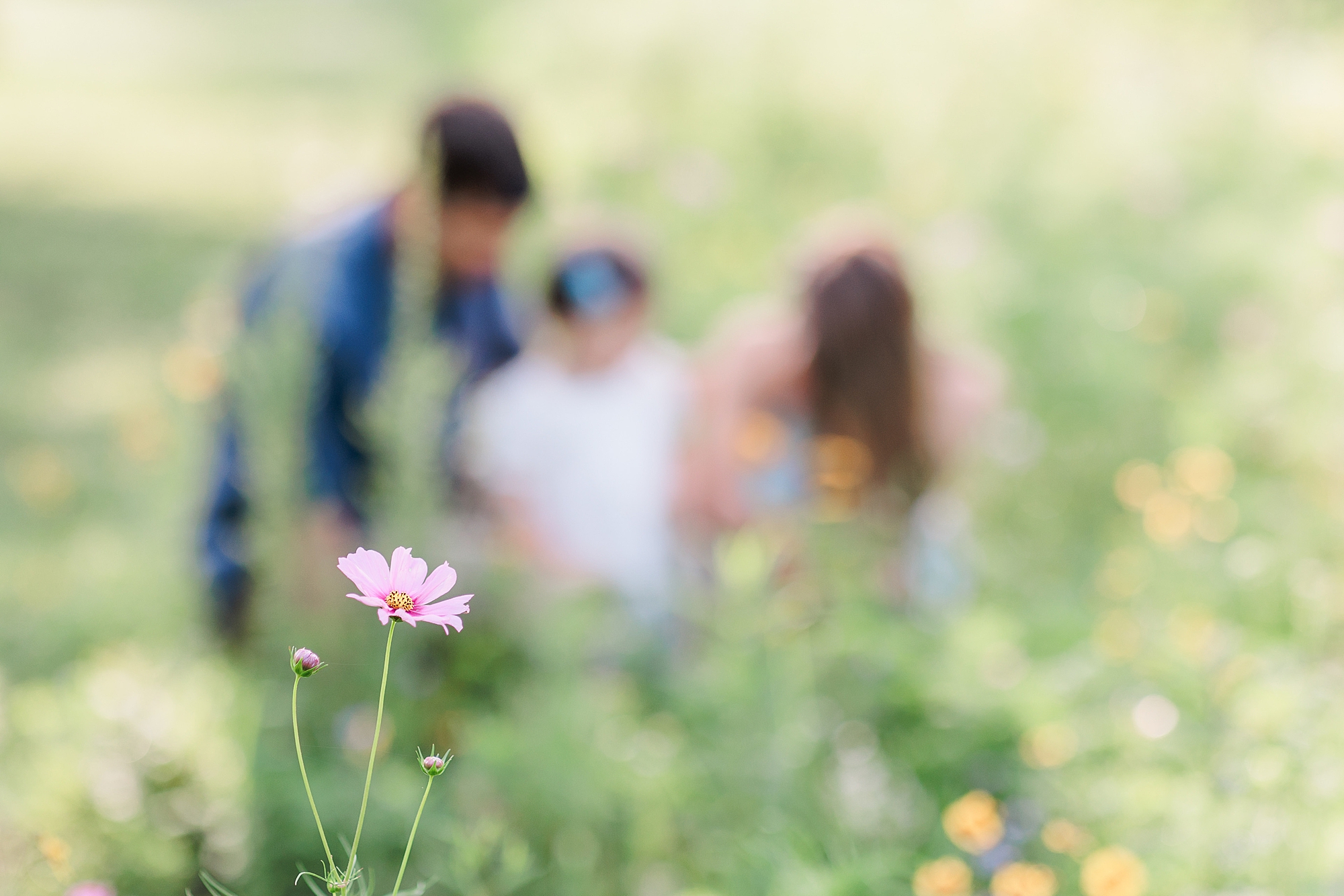 Wildflower Minis with Howard County Maryland Family Photographer
