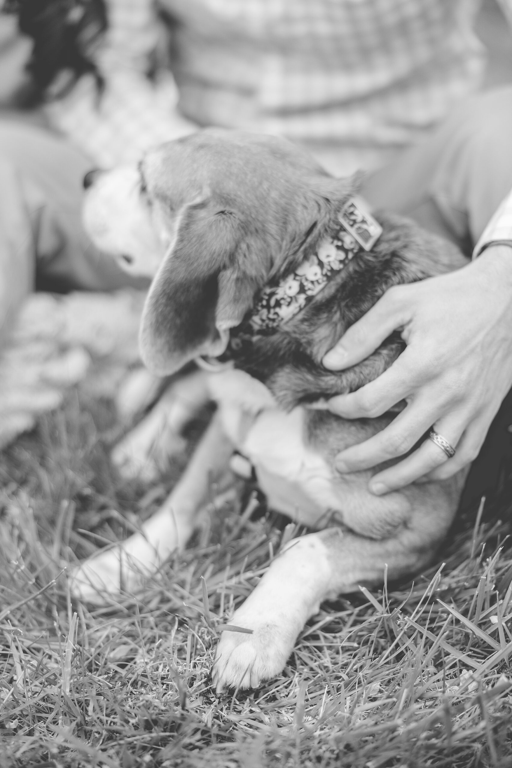 man holds dog on grass in Ellicott City