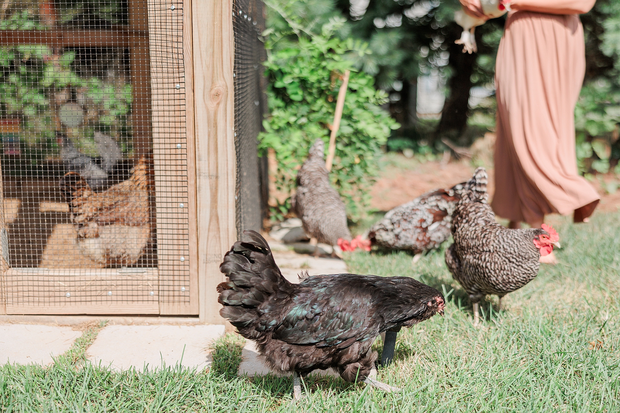 black chickens run outside family's chicken coop