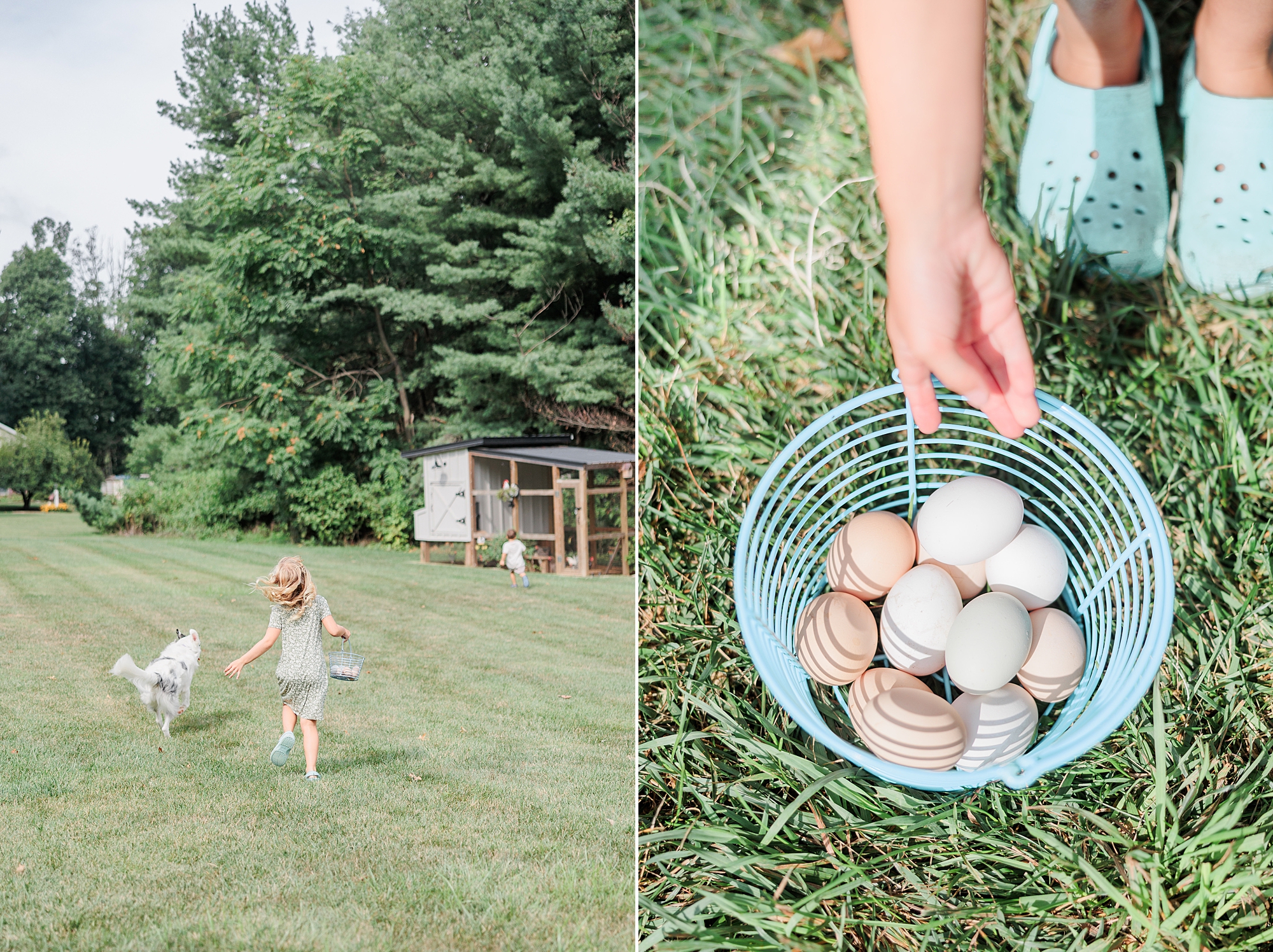 family photos with chicken and eggs in Baltimore MD