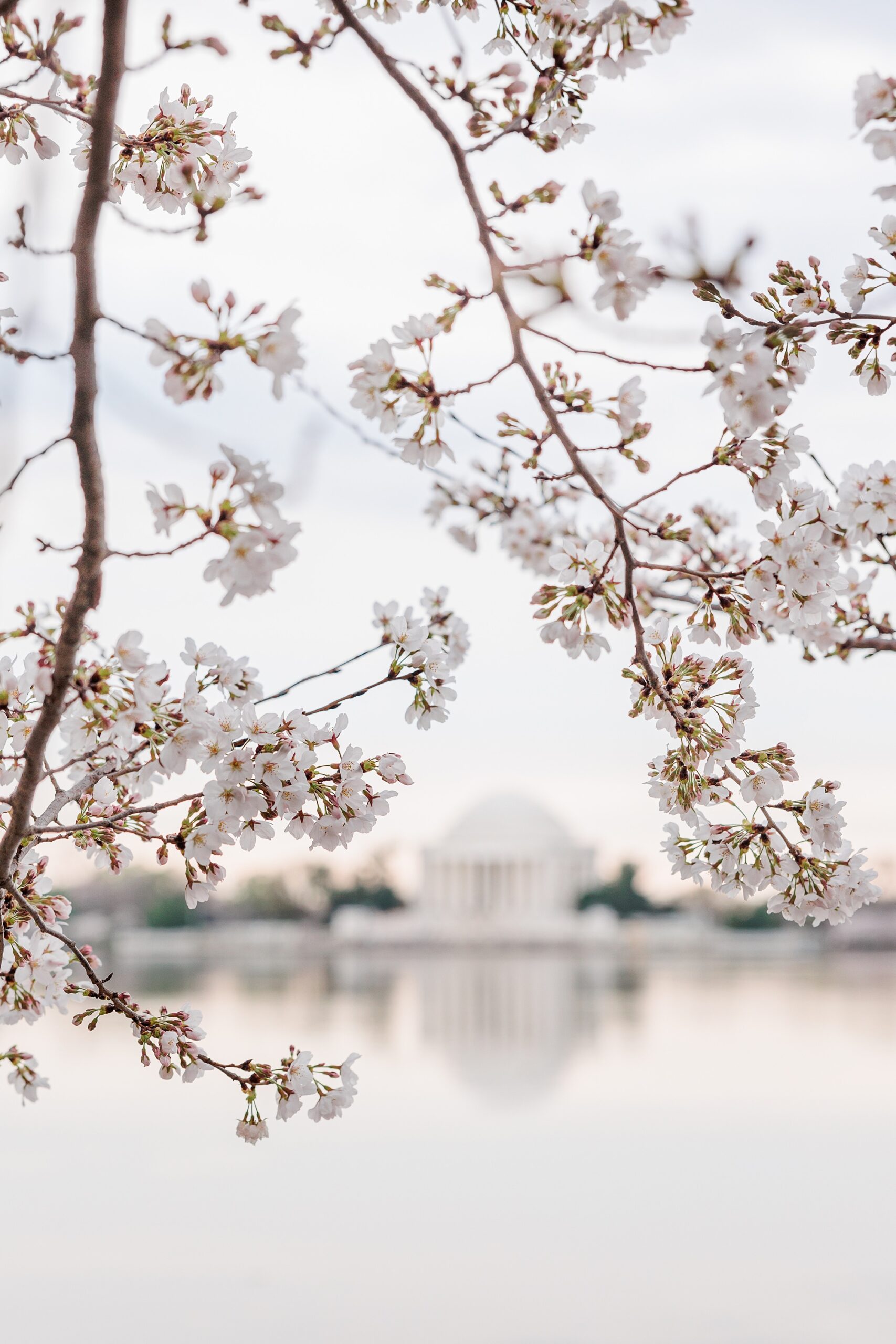 photo of cherry blossoms in front of Jefferson memorial in the tidal basin 