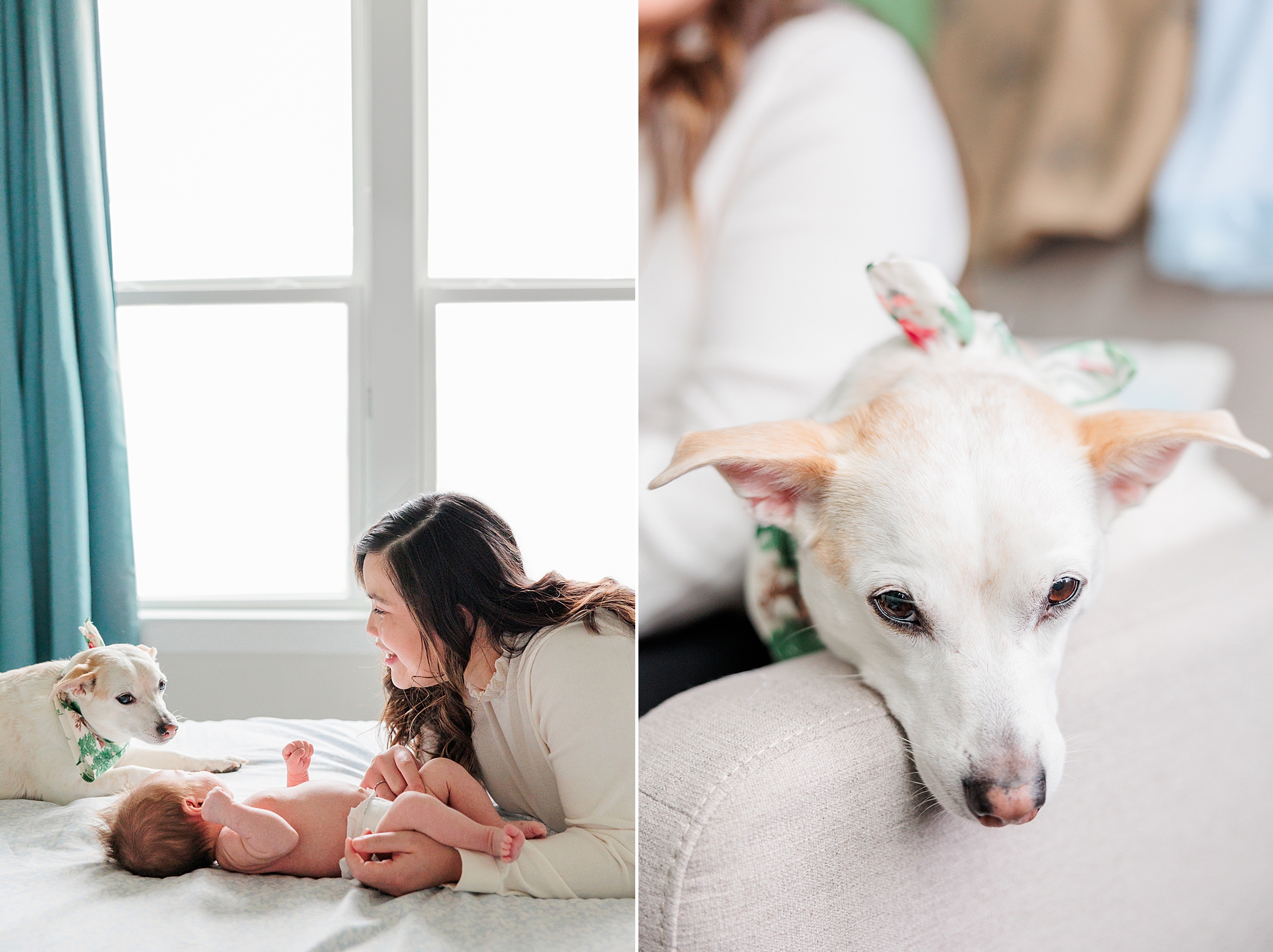 mom and dad lay on bed with baby and dog during newborn photos at home