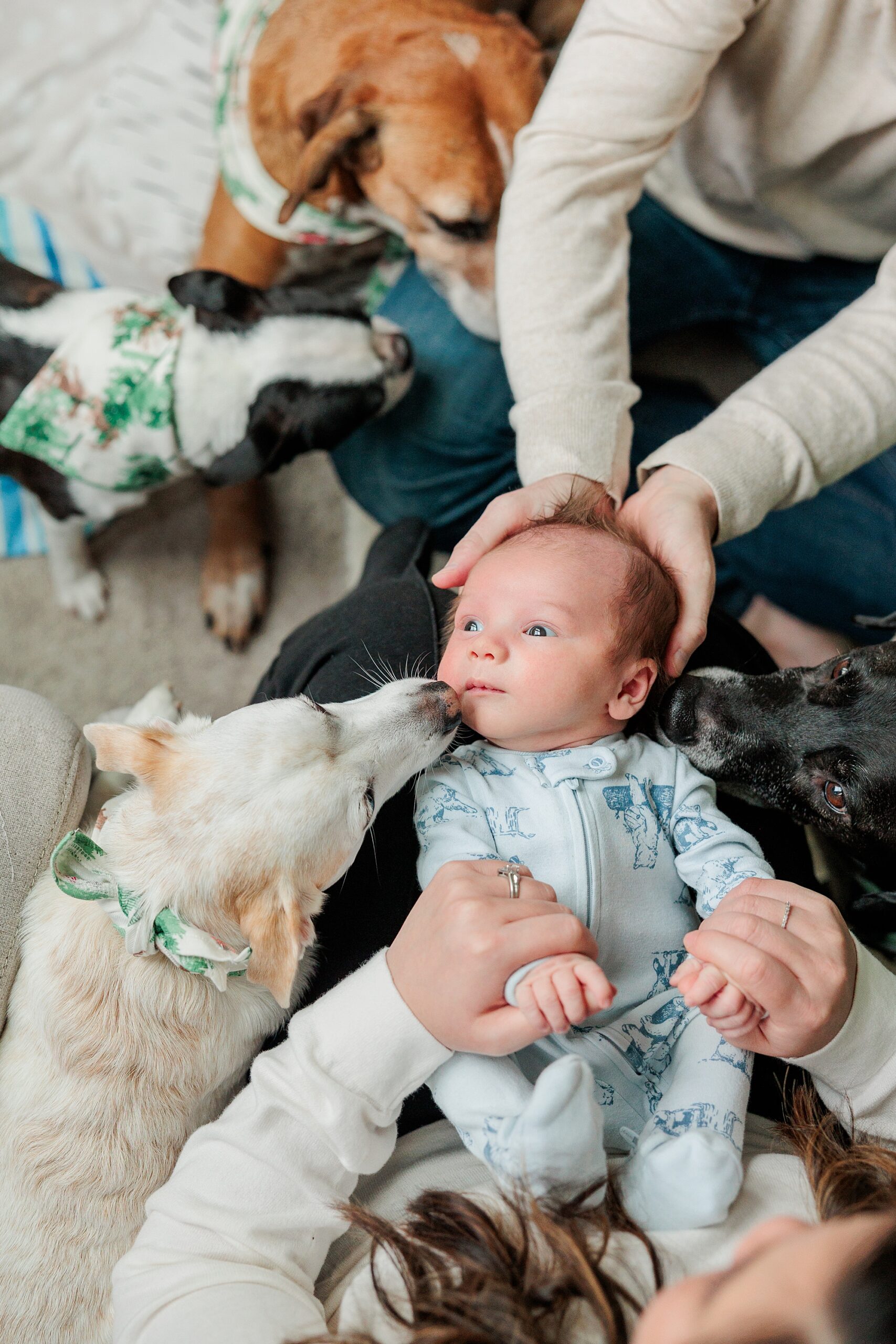 Cozy Newborn Session for baby with three fur siblings with Baltimore Newborn Photographer Christina Tundo Photography 